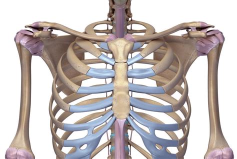 True, false and floating ribs. Rib Cage : Rib cage - human anatomy organs : The enclosed ...