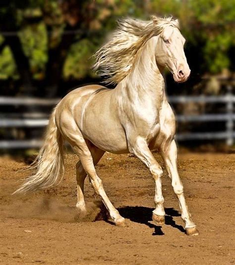 The 8 Rare And Most Beautiful Horses In The World Amazing Pets