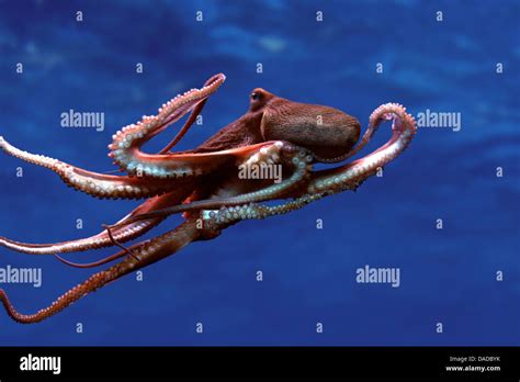 common octopus, common Atlantic octopus, common European octopus Stock Photo, Royalty Free Image 