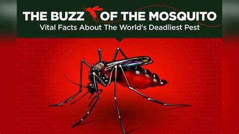 Pest Alert Important Must Know Facts About Mosquitoes Infographic