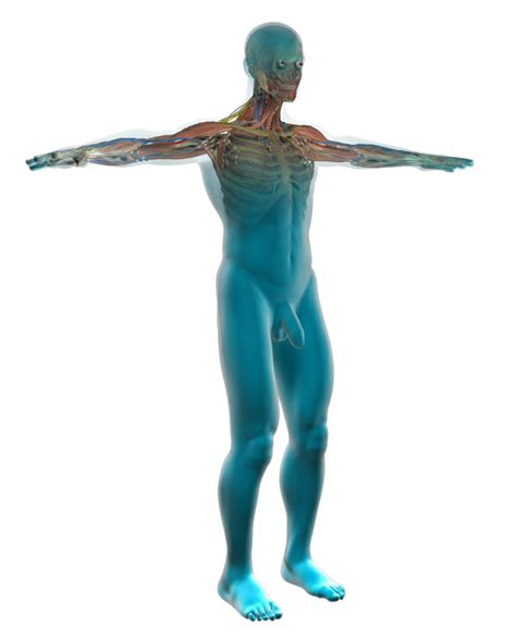 Human Body Diagram Medical Clipart