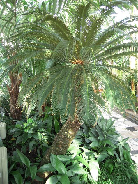 Read our advice on what to do if your dog eats a poisonous plant or bulb. Sago Palm and Dogs - Sago Palm Poisonous to Dogs and Cats