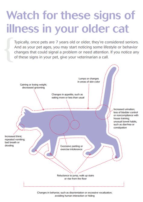 8 Signs Of Illness In Older Cats Senior Pet Care Cat Care Tips Cat Care