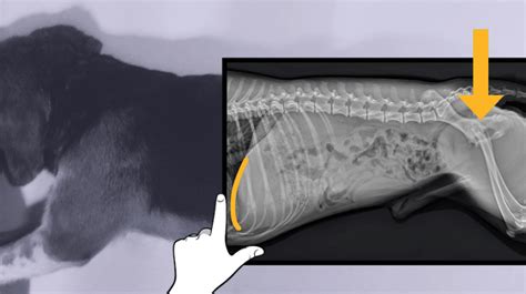 Radiographic Soft Tissue Positioning For Small Animals