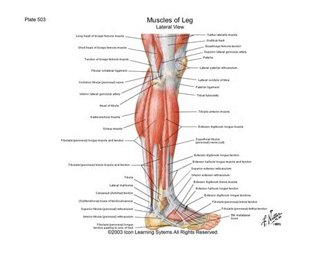 Leg Tendon Anatomy This Diagram Depicts Anatomy Of The Lower Leg
