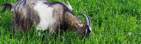 Weed Control Using Goats — Virginia Cooperative Extension Virginia