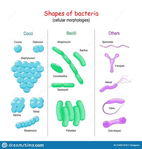 Bacteria Shape Cell Morphology Stock Vector Illustration Of