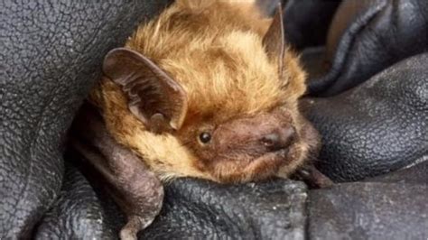 Bat Bite Prompts Rabies Warning In New Brunswick Cbc News