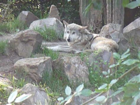 Mexican Wolf Chapultepec Zoo Zoochat