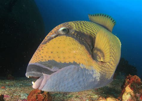 Marine Species Titan Triggerfish Scuba Diver Life