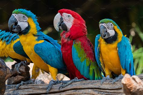Colorful Macaw Parrots Animal Stock Photos ~ Creative Market