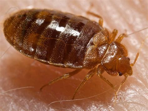 Bed Bugs Found In City Hall New York City Ny Patch