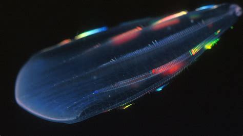 How Deep Sea Creatures Emit Their Own Light The New York Times