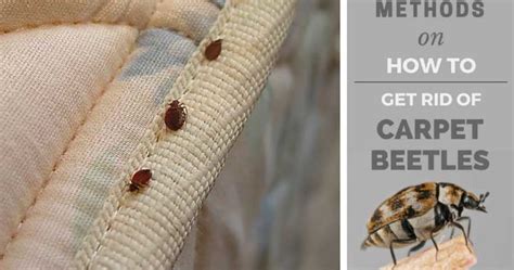 How To Get Rid Of Carpet Beetles Lifehack