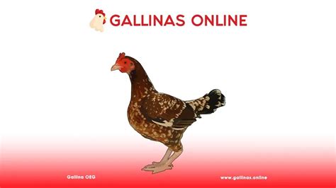 Gallina Inglesa ️ Gallinas Online