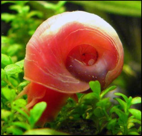 Pink Ramshorn Snail Akva Svet