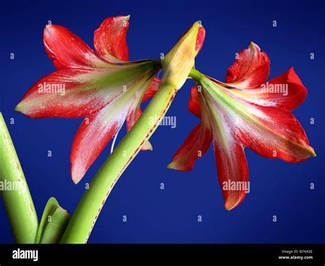 Giant Amaryllis Lily In Full Bloom Stock Photo Alamy
