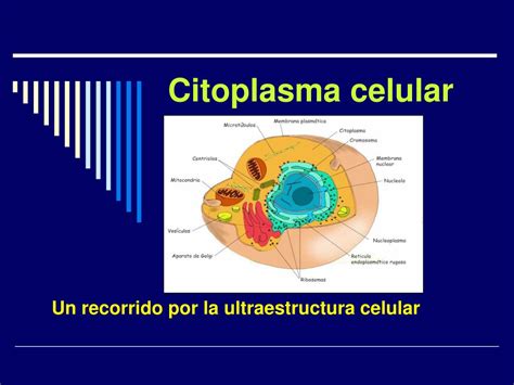 Ppt Citoplasma Celular Powerpoint Presentation Free Download Id