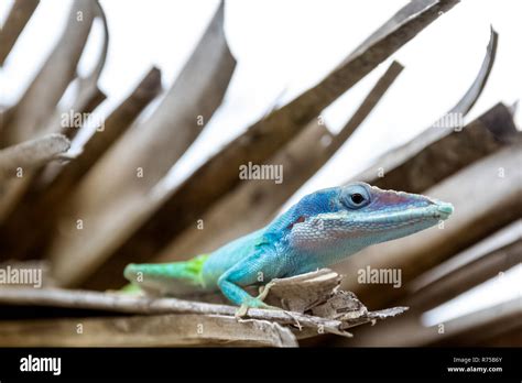 Cuban Male Lizard Allisons Anole Anolis Allisoni Also Known As The