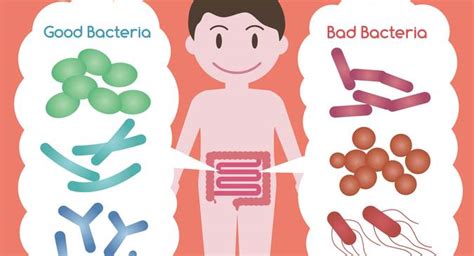 Did You Know Gut Bacteria Could Affect Your Weight And Health