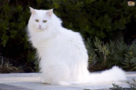 The Turkish Angora Cat Breed Information And Facts Including Buying