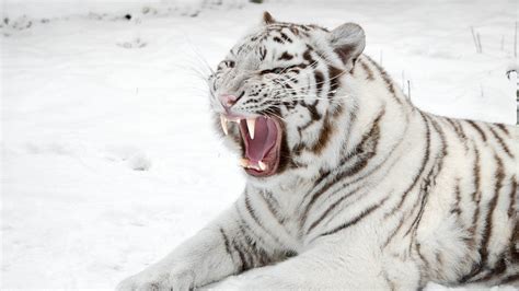 Download Wallpaper 1920x1080 White Tiger Snow Predator Mouth Cat