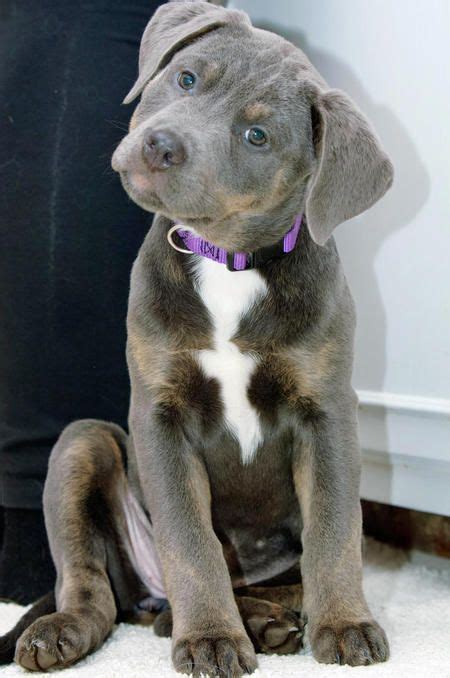 Are American Pitbull Terriers Mixed Dogs