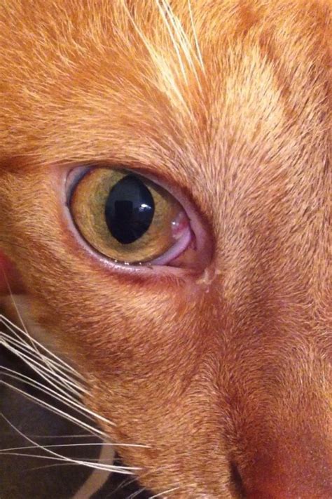 I Saw This Pink Thing On My Cats Eye Today What Is It Rcats
