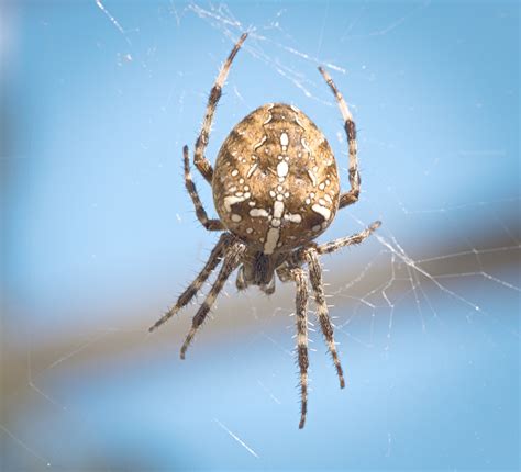 European Garden Spider European Garden Spider Araneus Dia Flickr