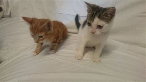 2 Male Kittens 1 Ginger Other One White And Grey 8 Weeks Old In
