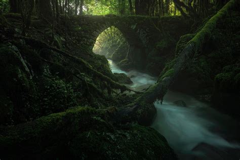 nature landscape forest plants wooden bridge wood planks leaves trees sun moss hd wallpaper