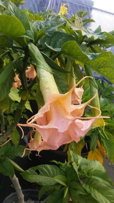 Brugmansia Tickled Pink Angels Trumpet From Rush Creek Growers