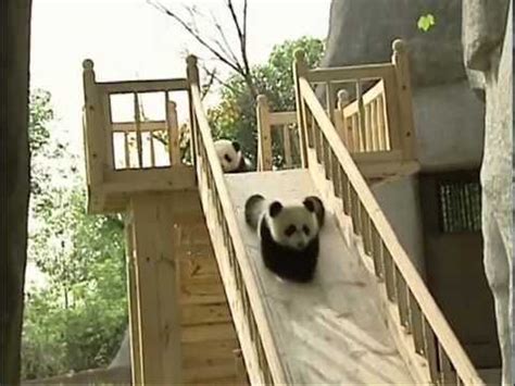 Cutest Pandas Ever Going Down A Slide Video