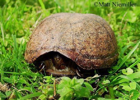 Eastern Mud Turtle State Of Tennessee Wildlife Resources Agency