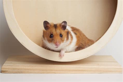 All Types Of Hamsters Their Characteristics Habitats And More Facts Net