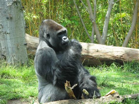 Gorilla Brian Fling Flickr