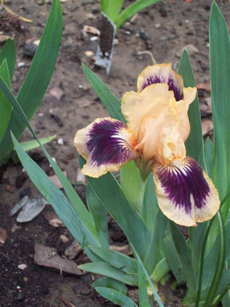 Maybe you would like to learn more about one of these? Iris "Dazzle Me" | Iris flowers, Bulb flowers, Wonderful ...