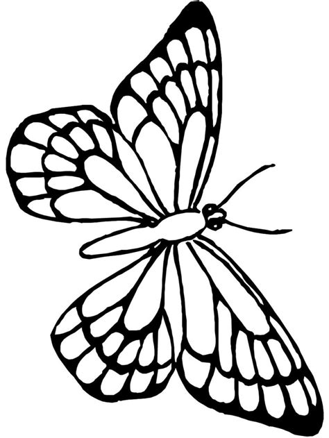 Beautiful Butterfly Coloring Pages At Getdrawings Free