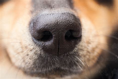 Image Of Close Up Of The Nose Of A Dog Austockphoto