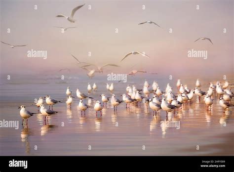 Amazing Birds Of Israel Birds Of The Holy Land Stock Photo Alamy
