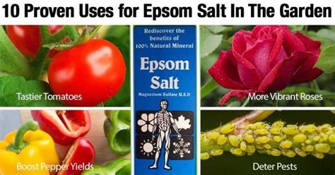 Epsom Salts In The Garden 10 Proven Uses Organic Gardening Tips