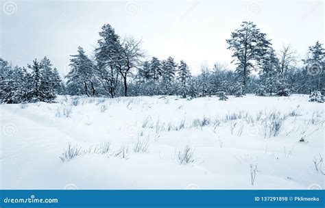Winter Meadow In Forest Stock Photo Image Of Frost 137291898