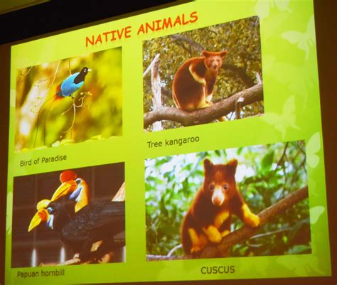 Papua New Guinea Animal Facts Tarsha Barrios