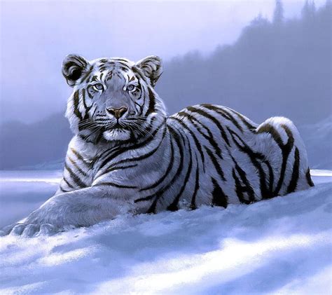 Siberian Tiger Nature Snow Hd Wallpaper Peakpx