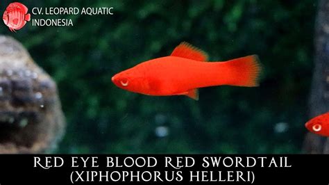 Xiphophorus Helleri The Wity Red Eye Blood Red Swordtail Leopard