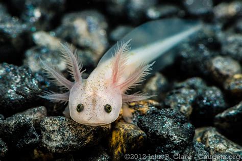 A Close Up Of A Small White Fish On Rocks With Water In Its Mouth