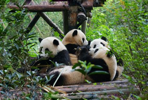 Chengdu Research Base Of Giant Panda Breeding Chengdu Westchinago Travel Service Westchinago