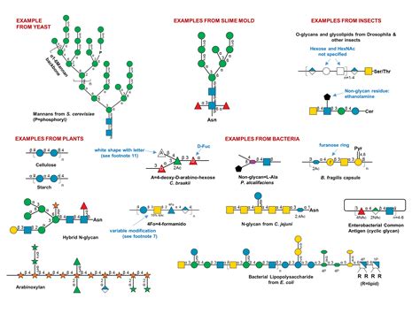 Symbol Nomenclature For Glycans Snfg Ncbi