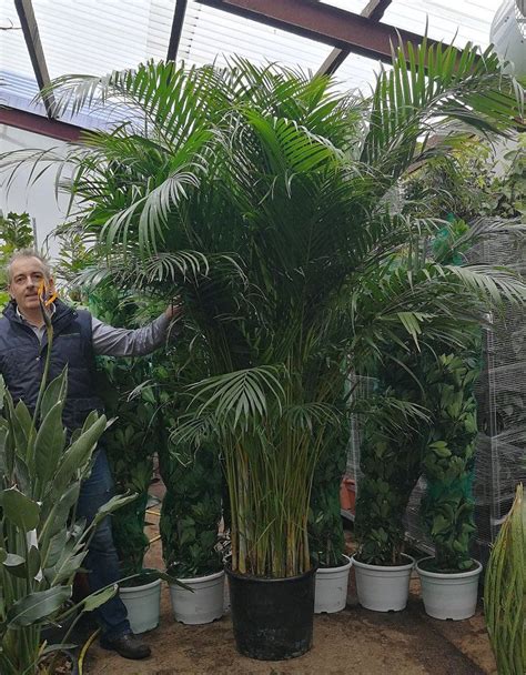 A Man Standing In A Greenhouse Surrounded By Potted Plants And Palm