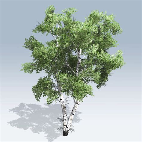 Leaves are single or double serrated on the edges. European White Birch (v6) - SpeedTree Store
